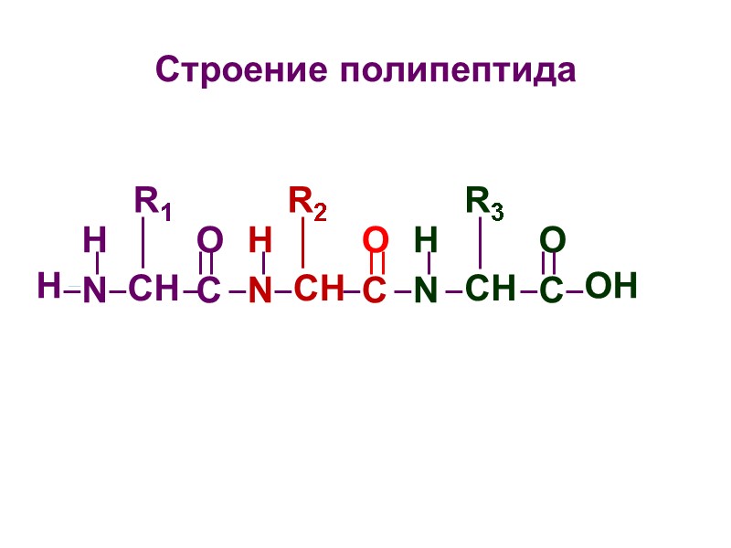 Строение полипептида H N O C O C H N O C OH 